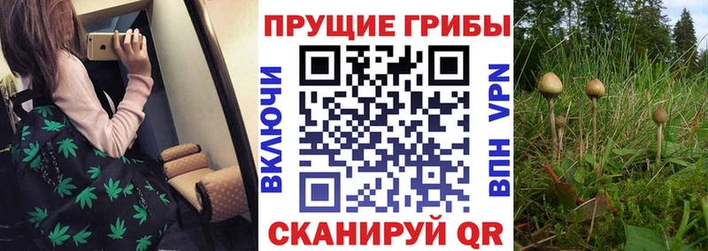 Псилоцибиновые грибы Psilocybine cubensis Тула